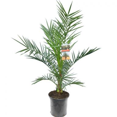 7408 - phoenix canariensis 90-110 20 cm 800-min