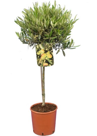 7621 - olea europaea