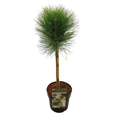 Pinus Summer Breeze