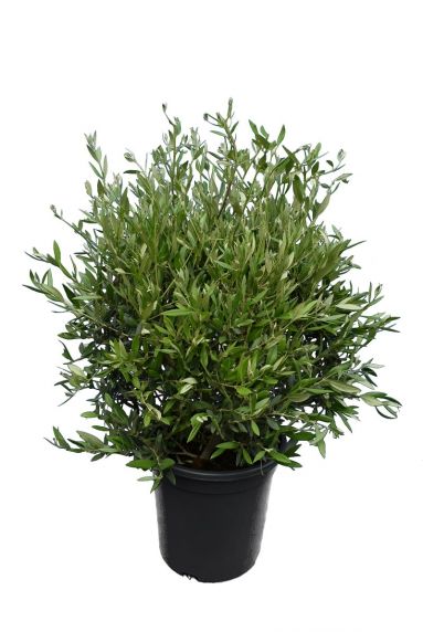 8333 - olea struik wildform-min