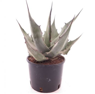 9411 - agave havardiana-min