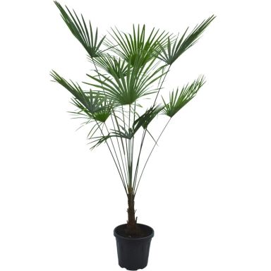 Trachycarpus sp. Nova