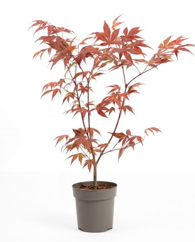 Acer-palmatum-atropurpureum-p10-1