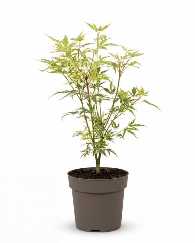 Acer palmatum butterfly 1-min