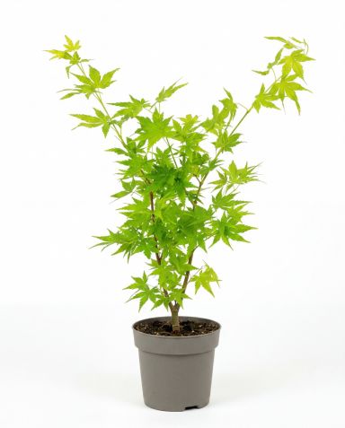 Acer palmatum going green 1