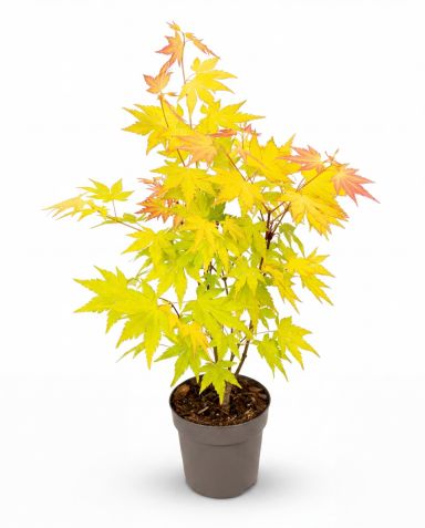 Acer palmatum Orange Dream