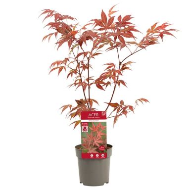 Acer palmatum Atropurpureum P10