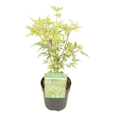 Acer palmatum Butterfly