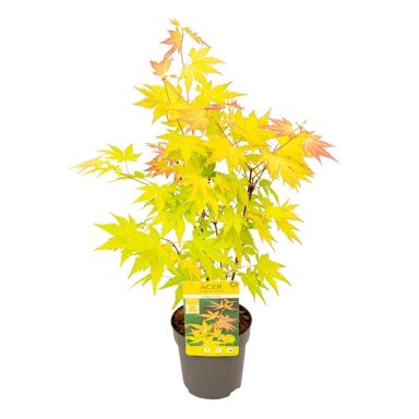 Acer palmatum Orange Dream