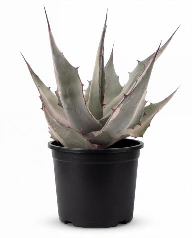 Agave havardiana p22 - 1