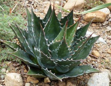 Agave montana produkt