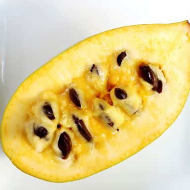 Asimina triloba Prima 1216