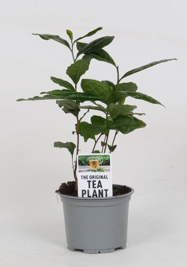 Camellia sinensis