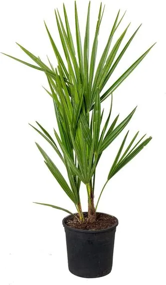 Chamaerops humilis p15 1