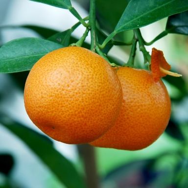 Citrus calamondin k-min