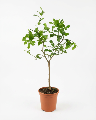 Citrus hystrix p24-01