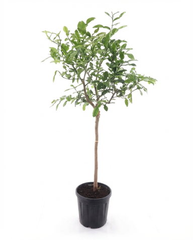 Citrus hystrix p32-01