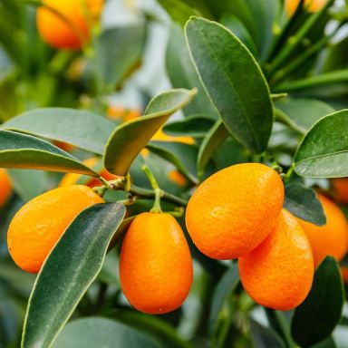 Citrus japonica kumquat fortunella k-min