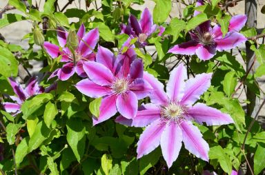 Clematis Dr. Ruppel