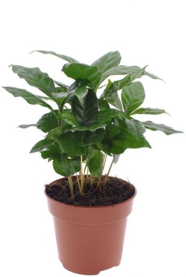 Coffea arabica