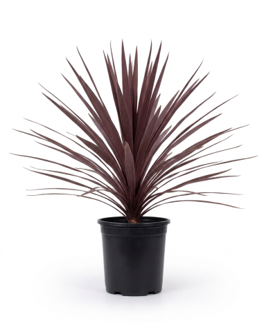 Cordyline australis Red Star