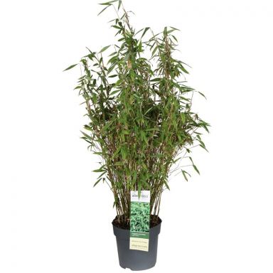 Fargesia murieliae light green p23-min