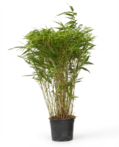 Fargesia ruga p17-01