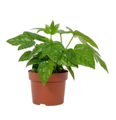 Fatsia japonica