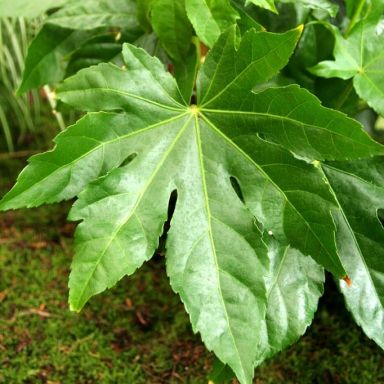 Fatsia japonica produkt k-min
