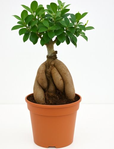 Ficus ginseng Bonsai