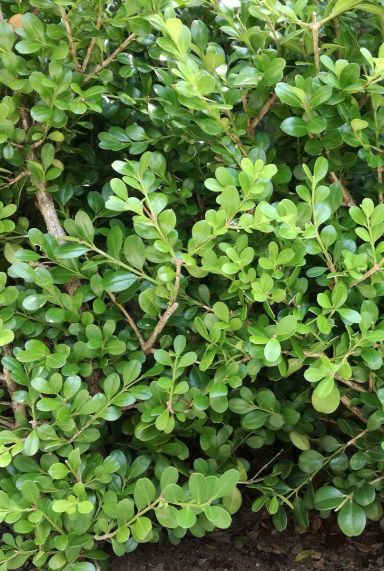 ilex crenata Global Green blad