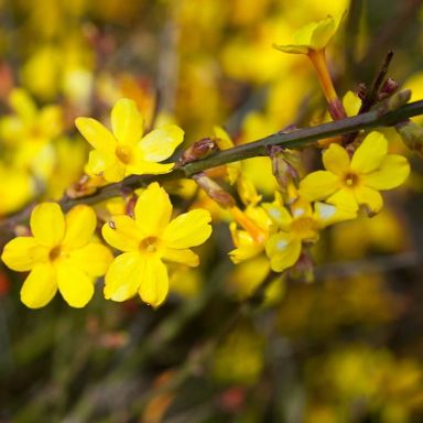 Jasminum nudiflorum