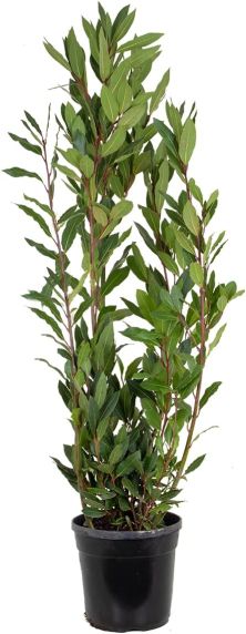 Laurus nobilis p15