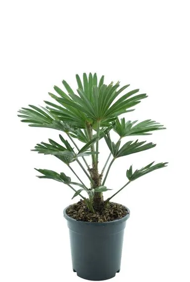 Mps-10006-product