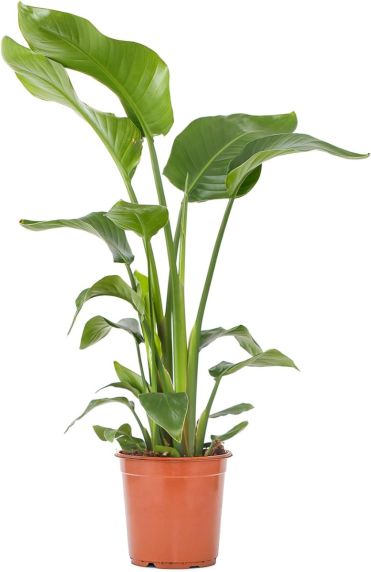 Strelitzia nicolai