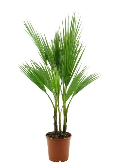 Mps-4843-product