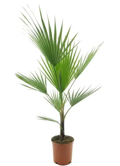 Mps-5845-product