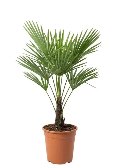 Mps-9281-product
