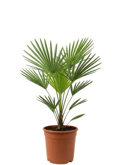 Mps-9283-product