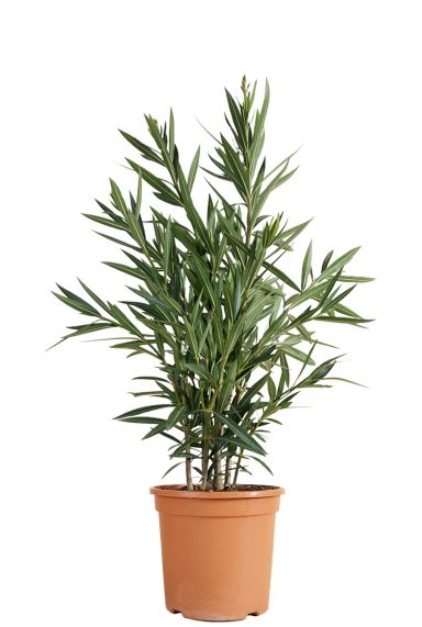 Nerium oleander rood