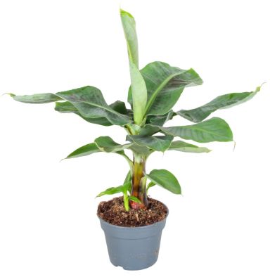 Musa-oriental-dwarf--p17-h70