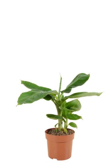 Musa tropicana