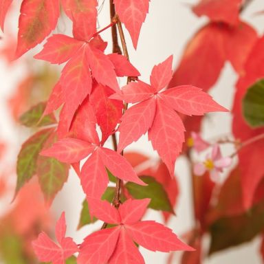 Parthenocissus quinquefolia k-min