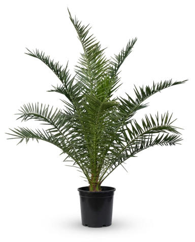 Phoenix canariensis p30 - 01 1