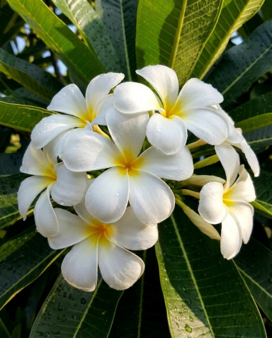Plumeria alba-min