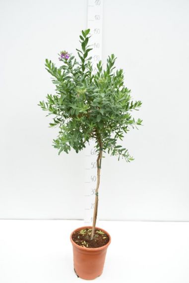 Polygala myrtafolia trunk 50-60 110-120 22cm groot  1