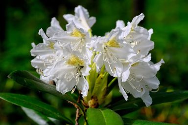 Rhododendron Cunningham's White 