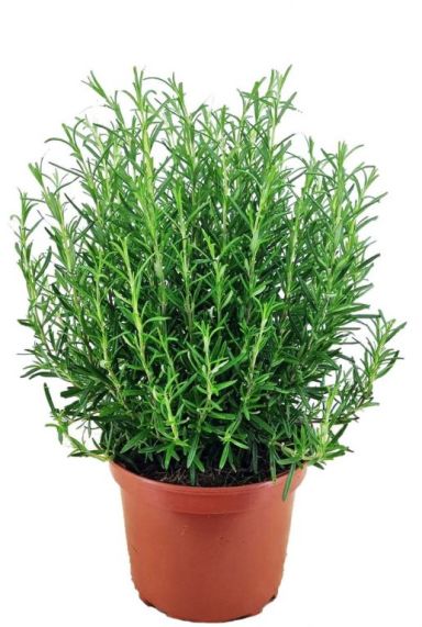 Rosmarinus officinalis 2