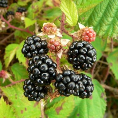 Rubus fruticosus Thornfree