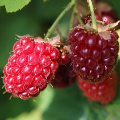 Rubus idaeus Héritage